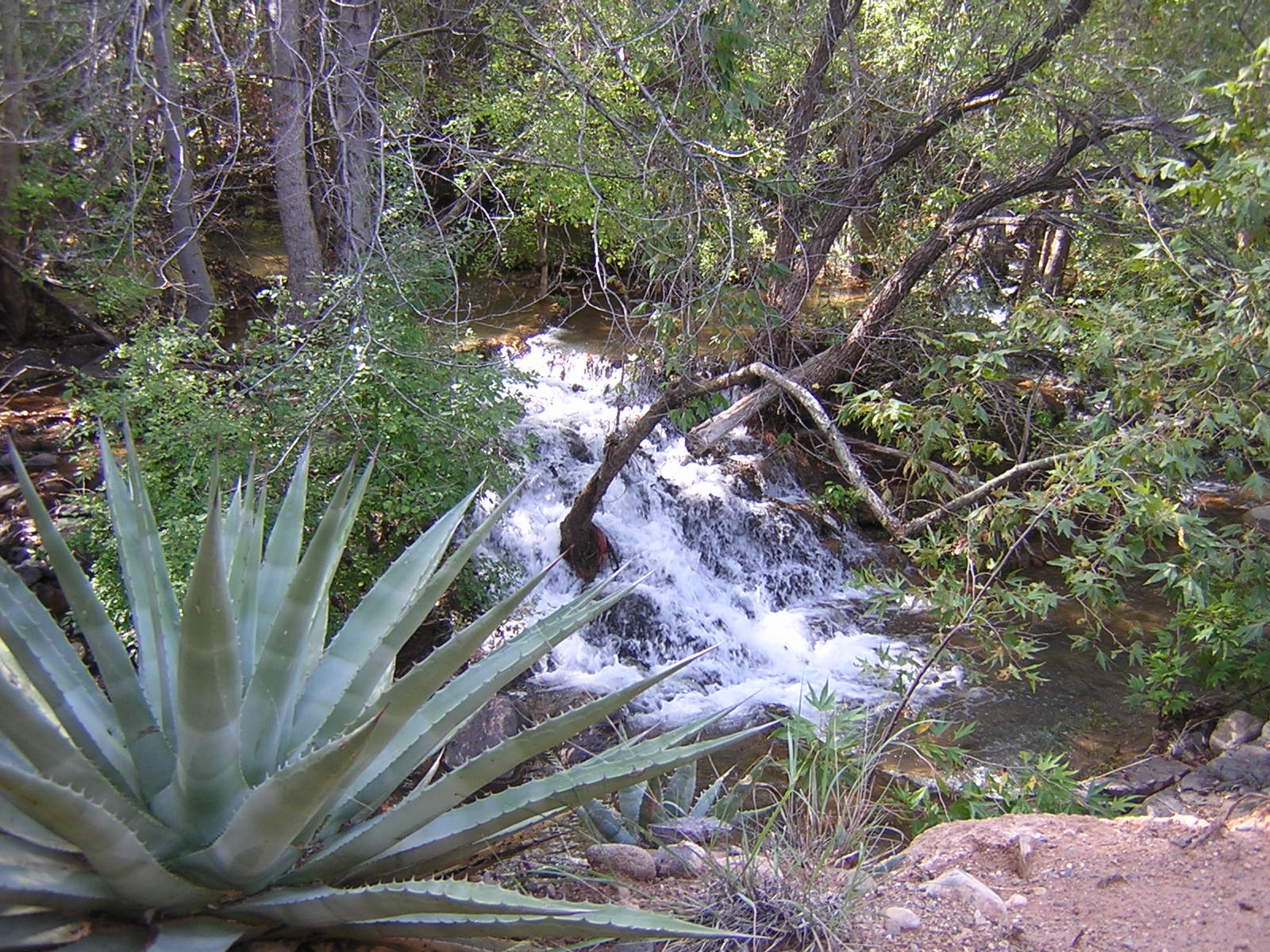 Fossil Creek Watershed and Riparian Restoration Project